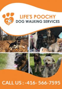 Life's Poochy Dog Walking Services﻿