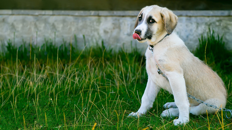 How to Help Your Dog Be a Well-Behaved Neighbor