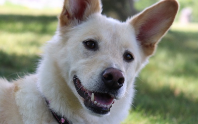 Keeping-your-dogs-cool-in-the-Summer-heat